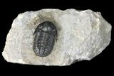 Detailed Gerastos Trilobite Fossil - Morocco #134058-2